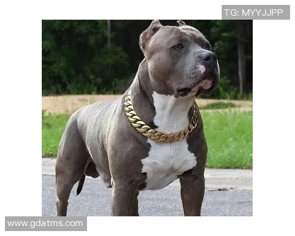 恩瑞克与播求的巅峰对决谁能笑到最后揭开战斗的神秘面纱